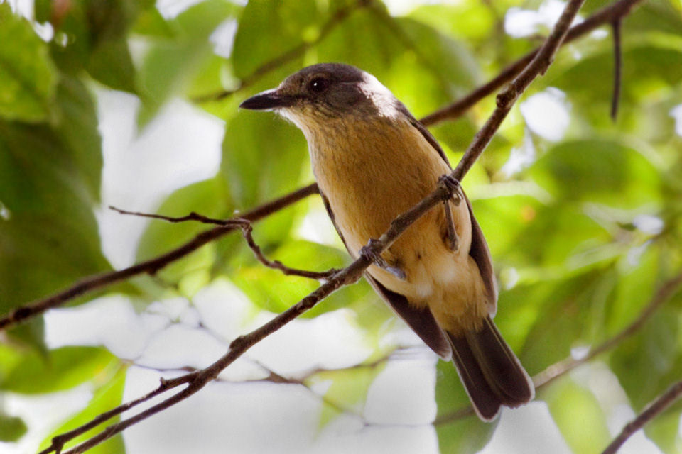 Bower's Shrike-thrush (Colluricincla boweri)